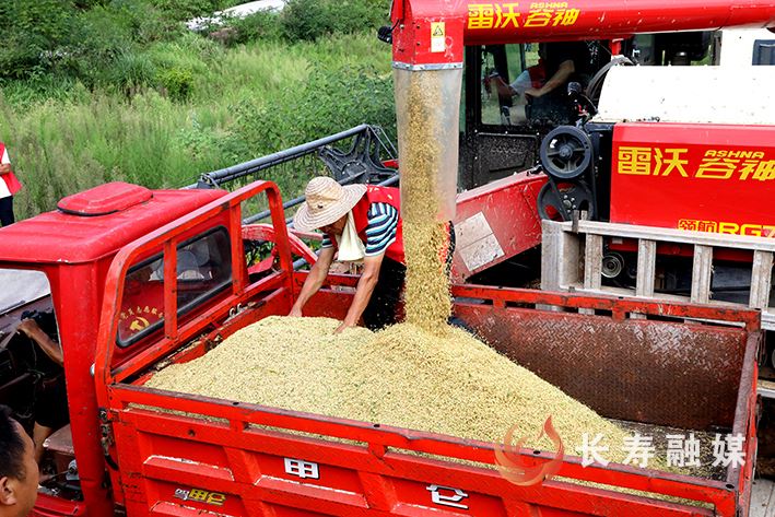 海棠镇：“志愿红”田间助秋收