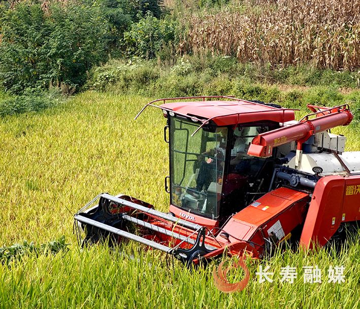 【记者走基层】石堰镇：“保姆式”服务护航秋收​​