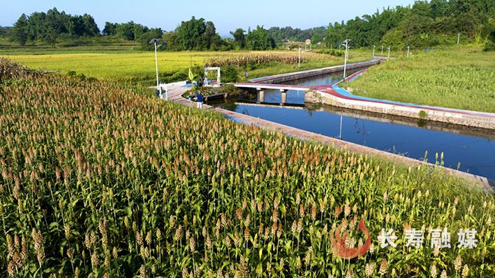 【“新时代‘枫桥经验’看长寿”】新市街道：“一二三四”工作法让基层治理焕发新活力