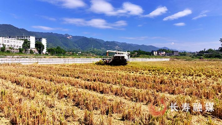 【记者观察】农田蝶变+科技赋能+服务升级：托稳群众“米袋子”