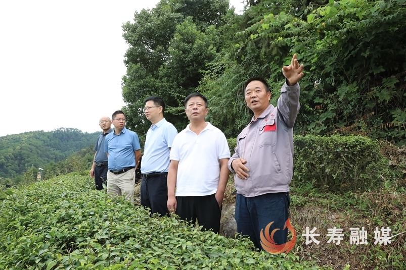 王身高调研东山片区林文旅融合发展及森林防灭火工作