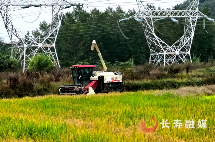 【记者走基层】八颗街道：再生稻喜获丰收 “长寿女婿”创高产新纪录