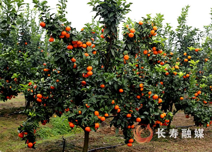 【记者走基层】这里砂糖柑熟啦，快去采摘！