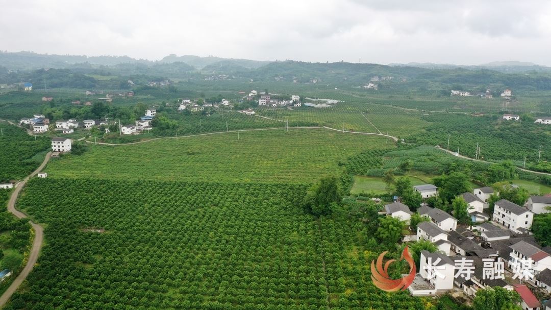 长寿：扎根泥土的民主实践，持续赋能乡村产业振兴