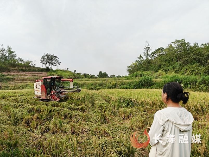 区供销社：创新社会化服务模式 促进农业降本增收